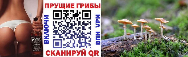 купить наркотик Богданович МЕГА tor darknet официальный сайт Галлюциногенные грибы GOLDEN TEACHER
